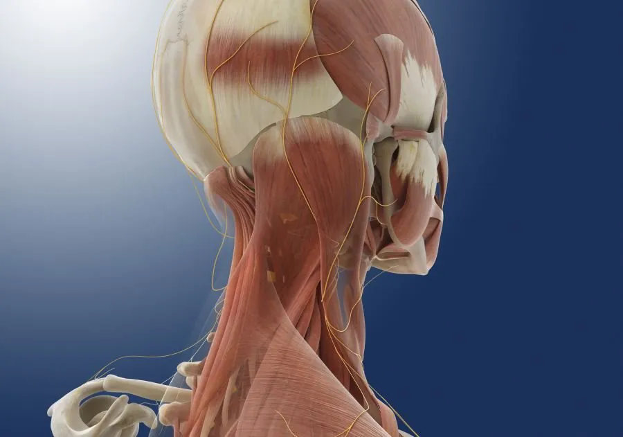 Innovative Relief: Exploring Multiple Cranial Nerve Blocks (MCNB) for Chronic Headaches - Blog Image